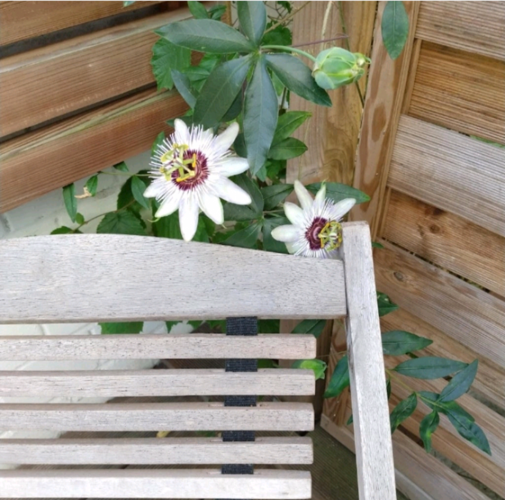 Die Oberkante eines hölzernen Liegestuhls mit einer Passionsblume im Hintergrund