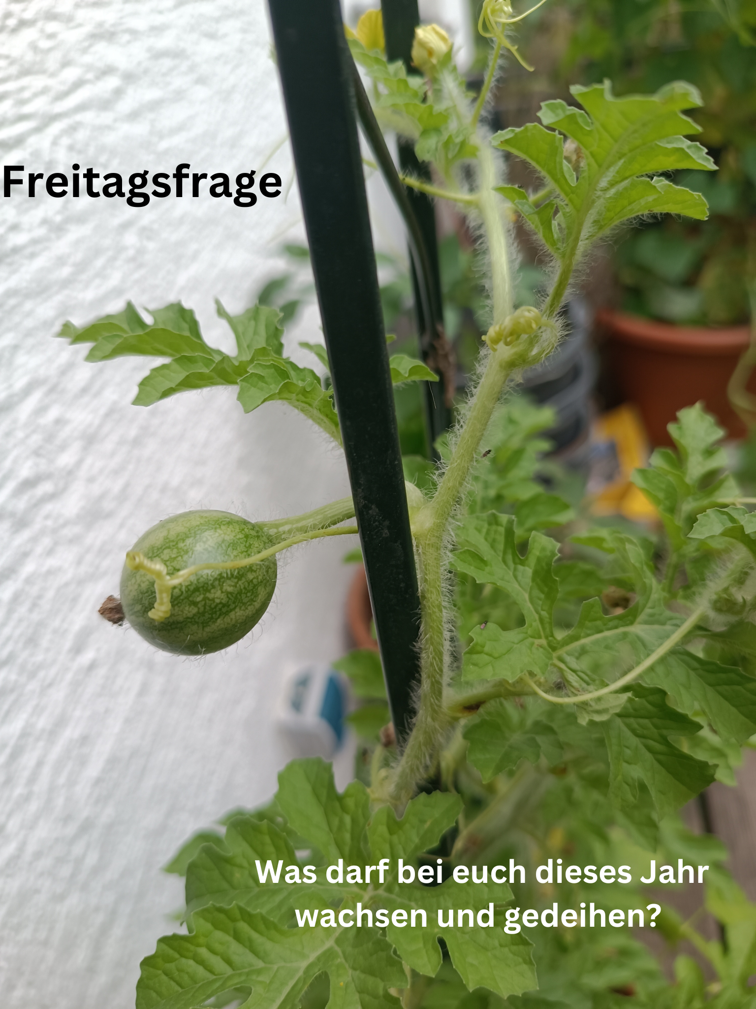 Freitagsfrage